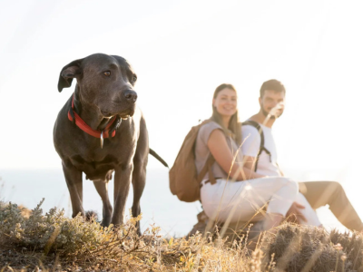 Aventuras de Patas e Coração: Desvendando a Magia de Viajar com Seu Melhor Amigo